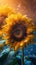 Blooming sunflowers with drops of water close-up background.