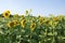 Blooming sunflowers on a farm field, landscape. Summer yellow sunflowers with green leaves in field with clear blue sky above on