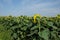 Blooming sunflowers on a farm field, landscape. Summer yellow sunflowers with green leaves in field with clear blue sky above on