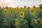 Blooming sunflowers in field at sunset or twilight time background.