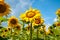 Blooming sunflowers. Many flowers of yellow sunflowers and blue sky with clouds background