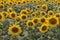 Blooming sunflowers meadow muted colors. Yellow sunflowers with green leaves closeup. Field of sunflowers.