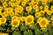 Blooming sunflowers with pollen on leaves. Isolated focus.