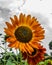 blooming sunflowers in the summer