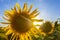 Blooming sunflowers in sunlight. Agronomy, agriculture and botany