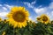 Blooming sunflowers under