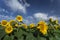 Blooming sunflowers under amazing