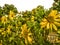 Blooming sunflowers in an urban landscape. Yellow flowers. Garden.