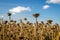 Blooming sunflowers wait to be harvested in the fall.