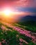 Blooming sunset scenery, stunning summer dawn