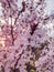 Blooming sunset tree pink cherry blossom in spring