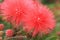 blooming Surinam Calliandra(Powder-puff,Surinamese Stickpea) flowers