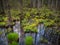 Blooming swamp in summer, deep water forest with yellow flowering plants