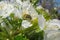 Blooming sweet-cherry flowers in the garden, beetle on flower, closeup