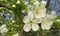 Blooming sweet-cherry flowers in the garden, closeup