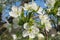 Blooming sweet-cherry tree in the garden, closeup