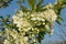 Blooming sweet-cherry tree in the garden, closeup