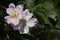 Blooming Sweet Pink Wild Roses And Young Green Leaves