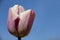 Blooming Sweet Tulip With Rain Drops