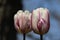 Blooming Sweet Tulips With Rain Drops