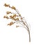 Blooming sweetgale, Myrica gale with catkins isolated on white background