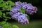 Blooming syringa branch in springtime. Beautiful spring flowers in orchard. A branch lilac blossoms. Nature dark blurry