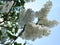 Blooming Syringa vulgaris `Alba`
