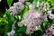 Blooming syringa vulgaris in spring