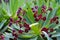 Blooming Tabaiba dulce or Euphorbia balsamifera plant native to Canary Islands and the symbol of the island of Lanzarote.