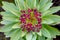 Blooming Tabaiba dulce or Euphorbia balsamifera plant native to Canary Islands and the symbol of the island of Lanzarote