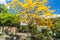 Blooming Tabebuia tree in San Andres de Pisimbala village in Colomb