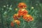 Blooming Tagetes marigolds. Soft blurred natural background