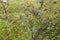Blooming Tamarindus Indica