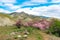 Blooming tamarix bushes in a mountain valley