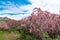 Blooming tamarix bushes in a mountain valley