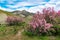 Blooming tamarix bushes in a mountain valley