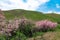 Blooming tamarix bushes in a mountain valley