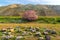 Blooming tamarix bushes in a mountain valley