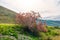 Blooming tamarix bushes in a mountain valley