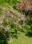 Blooming Tamarix tetrandra or Four Stamen Tamarisk with pink flowers against blurred Eastern Redbud, or Eastern Redbud Cercis