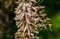 Blooming Tamarix tetrandra or Four Stamen Tamarisk with very fine pink flowers. Perfect gentle natural concept for spring design