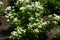 Blooming Tanacetum parthenium in the garden