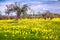 Blooming tangerine garden at Cape Milazzo