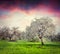 Blooming tangerine garden at Cape Milazzo