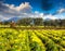 Blooming tangerine garden at Cape Milazzo