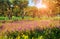 Blooming tangerine garden at Cape Milazzo