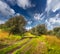 Blooming tangerine garden at Cape Milazzo