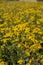 Blooming Tansy Tanacetum vulgare in the field. Yellow flowers of  Common Tansy or Bitter Button. Flowering Cow Bitter.