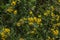 Blooming Tansy Tanacetum vulgare in the field. Yellow flowers of  Common Tansy or Bitter Button. Flowering Cow Bitter.