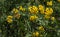 Blooming Tansy Tanacetum vulgare in the field. Yellow flowers of Common Tansy or Bitter Button. Flowering Cow Bitter.